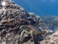 Google Street View su altına indi