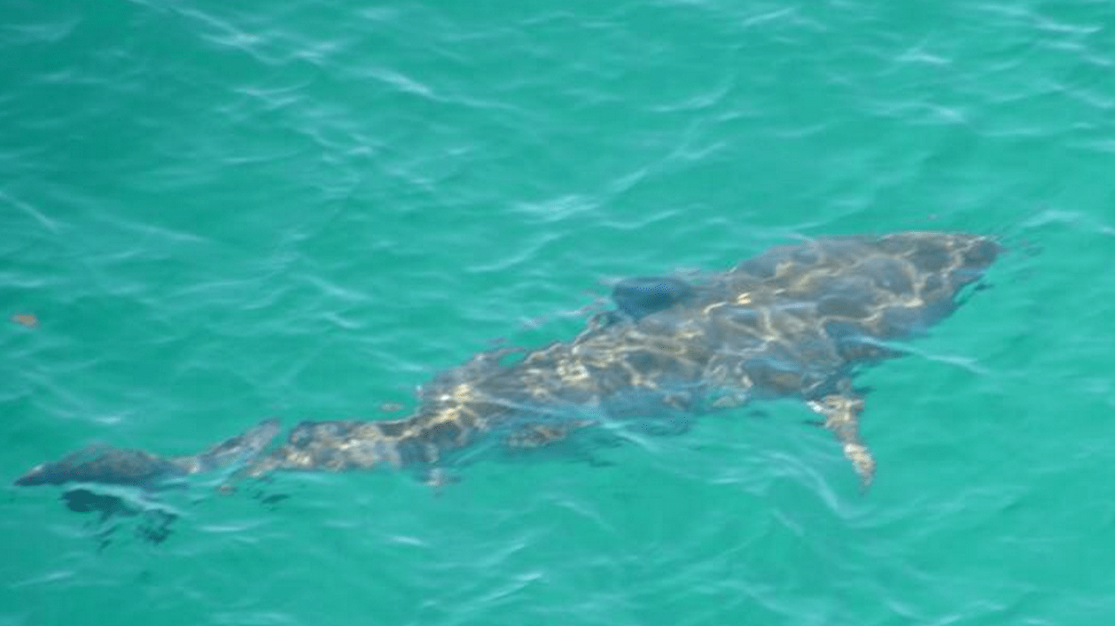 Avustralya sahillerindeki köpekbalığı uyarıları Twitter'dan veriliyor