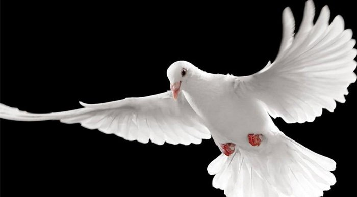 Barışı konu alan 6 TED konuşması