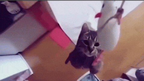 YouTube videolarını GIF'e dönüştürmenin en kolay yolu: Gifyoutube