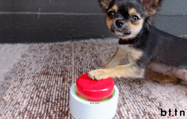 bttn dog