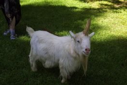 unicorn-goat