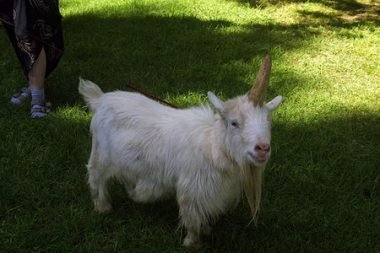 unicorn-goat