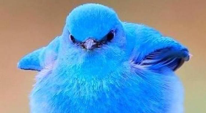 Twitter neye dönüşebilir?