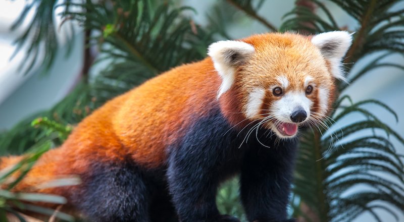 Firefox