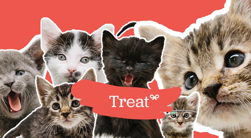 Treat: Talebe dönük veteriner ve evcil hayvan hizmetleri