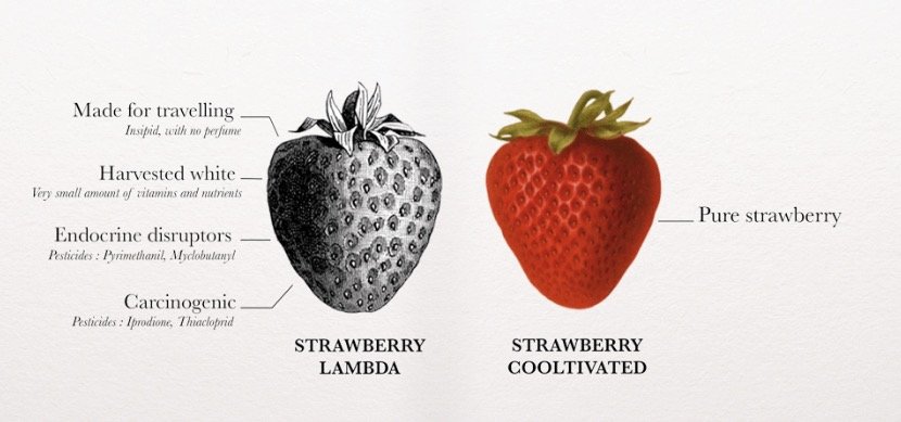 çilek dikey tarım agricool