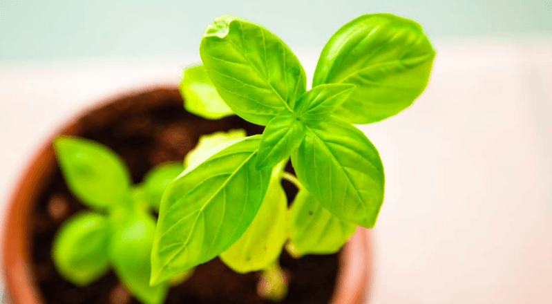 Girişimciler büyümeye odaklanmadan önce ne yapmalı?