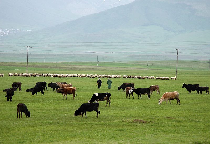 800px-livestock_grazing_in_armenia