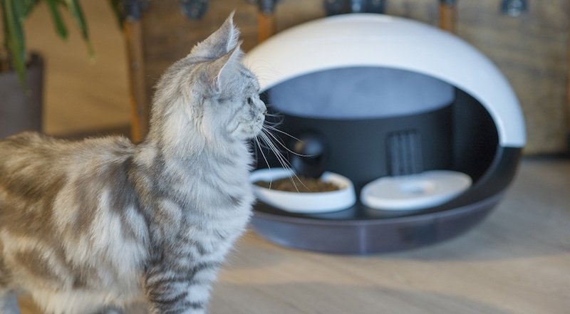 Catspad: Kedinizi tanıyıp besleyen akıllı bakım ünitesi