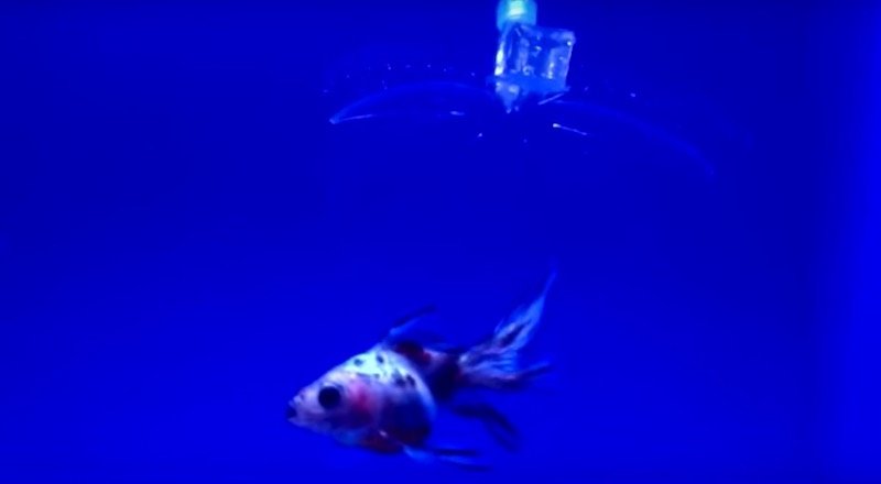 MIT mühendisleri su altında balıkları öldürmeden yakalayan jel robot geliştirdi