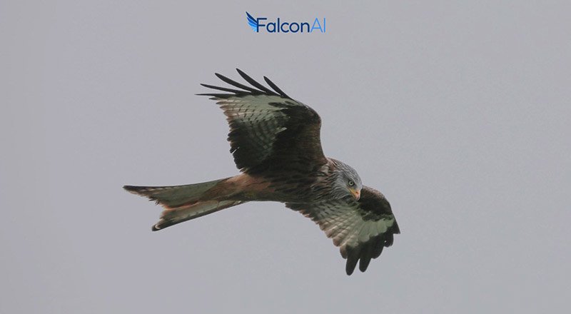 İstanbul ve Boston merkezli yerli yapay zeka girişimi: FalconAI