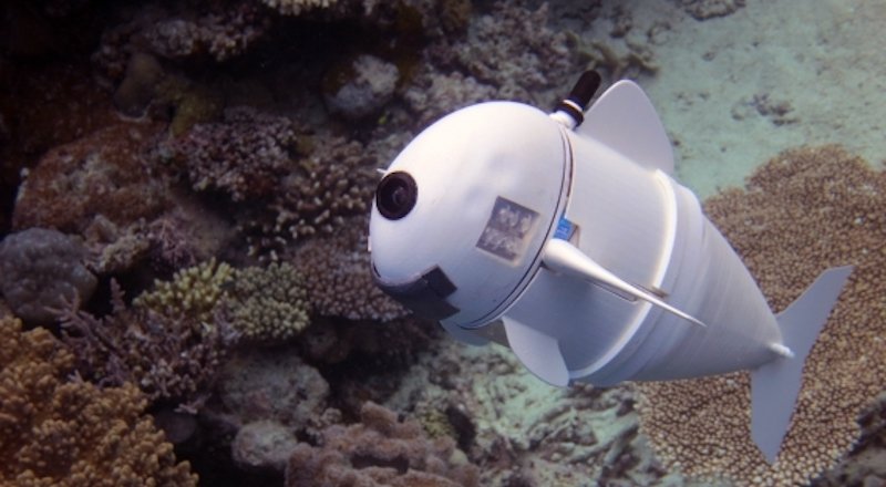 MIT'nin biyonik balığı SoFi ile tanışın