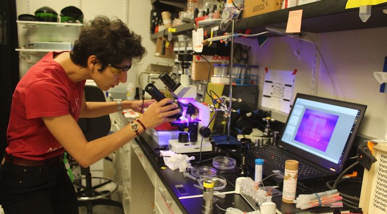 Bilim insanları, 12 saatte 3D insan böbreği basmayı hedefliyor