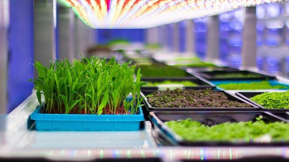 Las Vegas'taki birinci sınıf restoranlara ürün sağlayan dikey çiftlik: Oasis BioTech