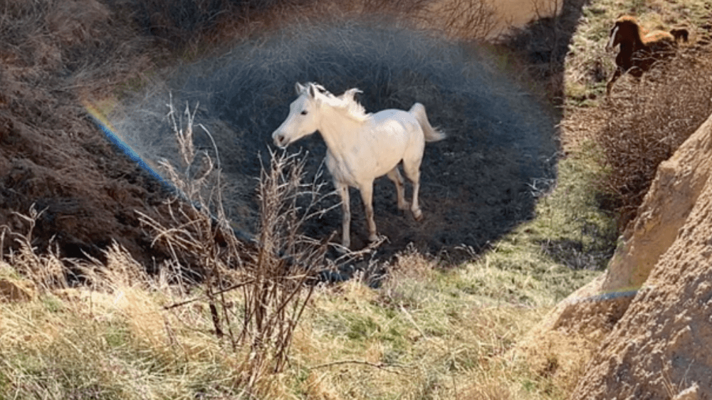 Apple’dan 23 Nisan'a özel video serisi