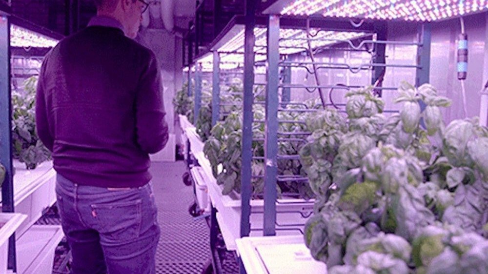 MIT araştırmacıları, siber tarım ile 'dünyanın en lezzetli fesleğeni'ni yetiştirdiler