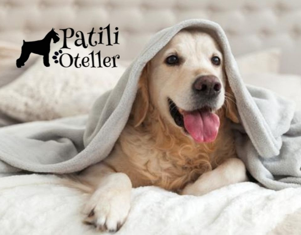 Evcil hayvanınız ile birlikte konaklayabileceğiniz oteller için rezervasyon platformu: Patili Oteller