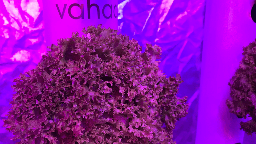 Dikey tarıma odaklanan yerli girişim: Vahaa