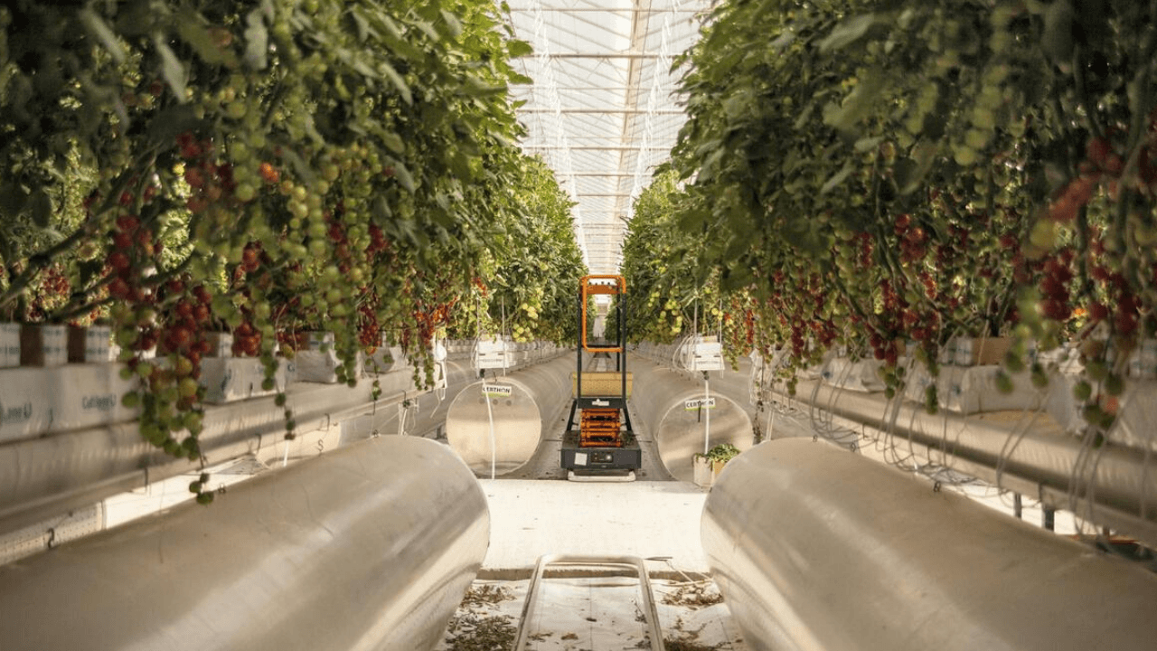 Abu Dabi merkezli tarım girişimi Pure Harvest Smart Farms, 20.6 milyon dolar yatırım aldı