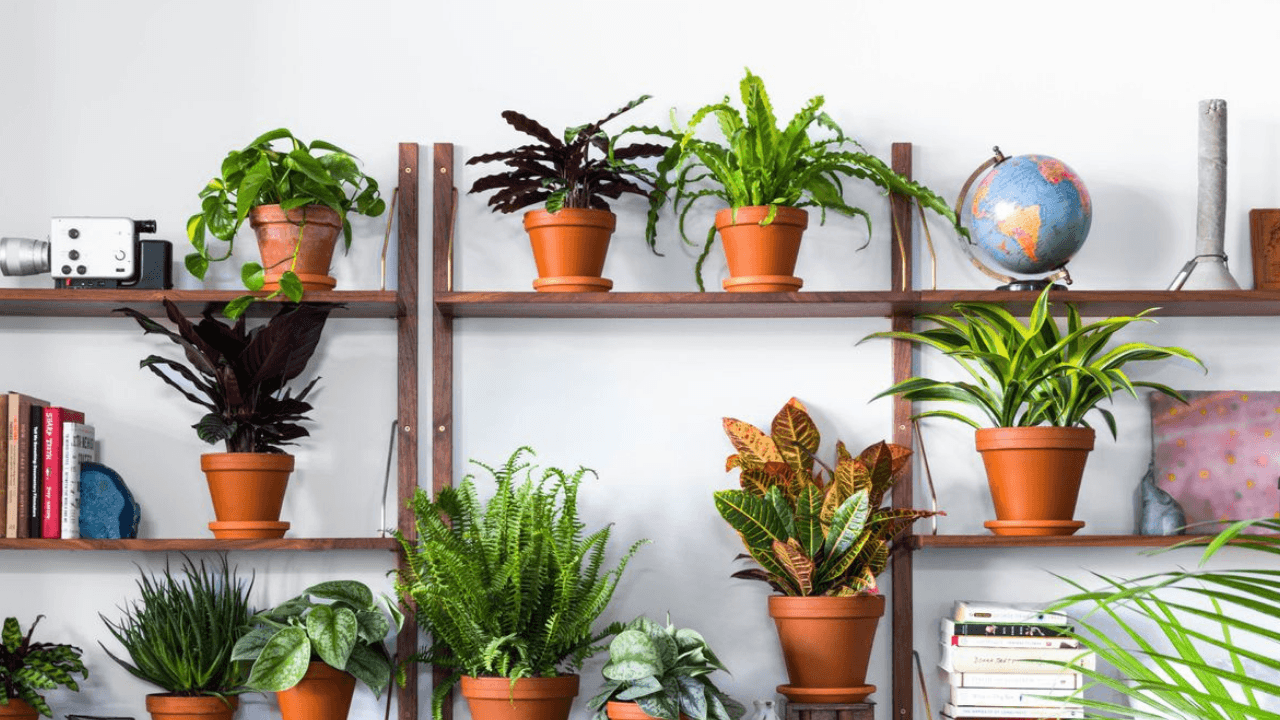 Online bitki mağazası Bloomscape, 15 milyon dolar yatırım aldı