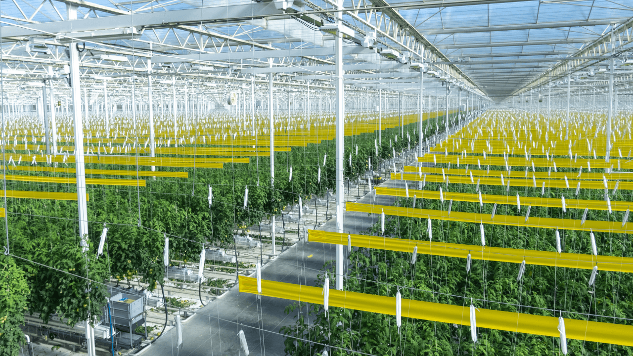 AppHarvest, Root AI'ı 60 milyon dolara satın alacağını duyurdu