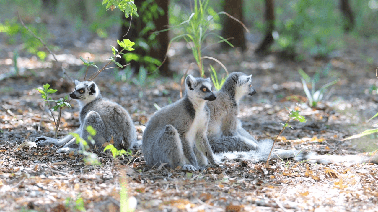 Discovery+ içerikleri BluTV'de yer almaya başladı, sıra Ellen DeGeneres’in yapımcılığını üstlendiği Endangered belgeselinde