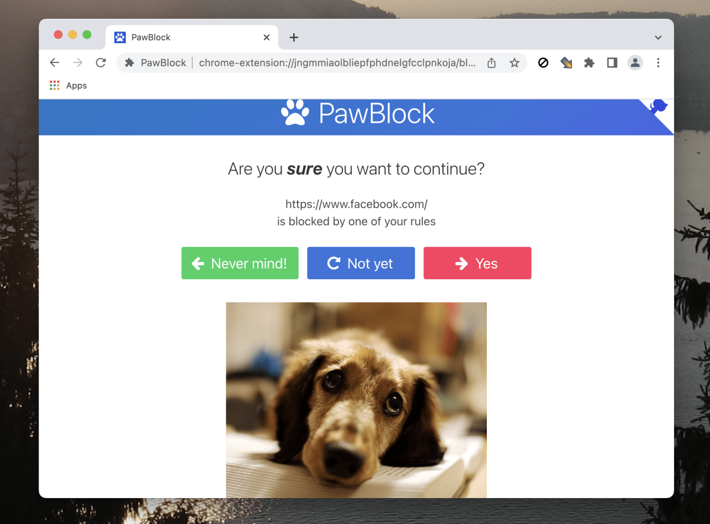 pawblock-app-456
