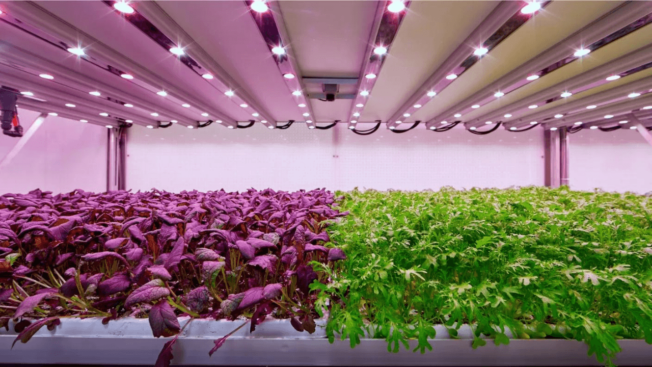 Dikey tarım girişimi Planet Farms, 40 milyon dolar yatırım aldı