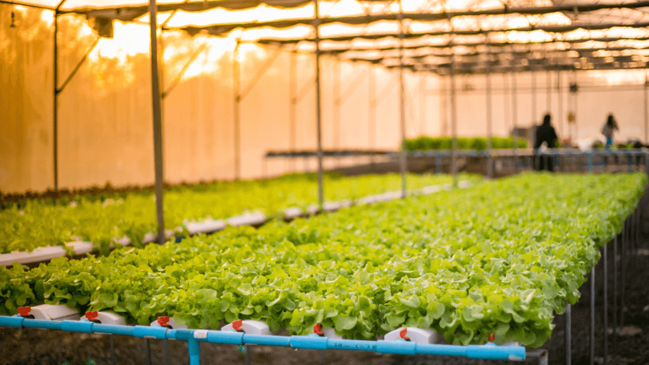 Bitkilerin büyümesini hızlandıran biyoelektronik toprak: eSoil