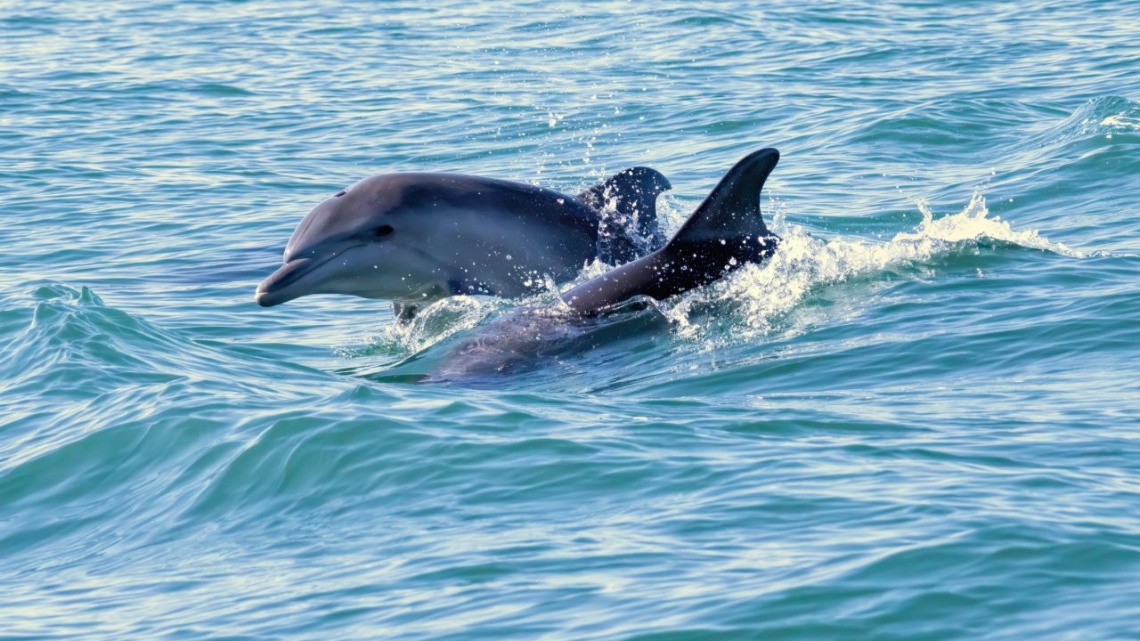 Yunusların sesli iletişimini çözümlemeyi hedefleyen yapay zeka modeli: DolphinGemma